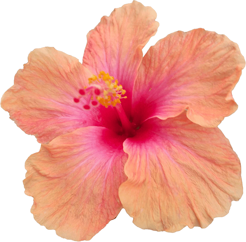 hibiscus-surf-palace(1)